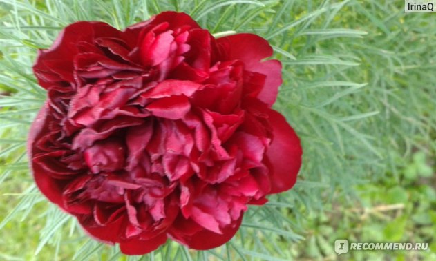 Пион тонколистный (Paeonia tenuifolia) - неземная красота в ...