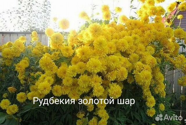 Рудбекия рассеченная (Rudbeckia laciniata ), или золотой шар ...