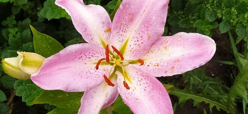 Lilium josephine hi-res stock photography and images - Alamy