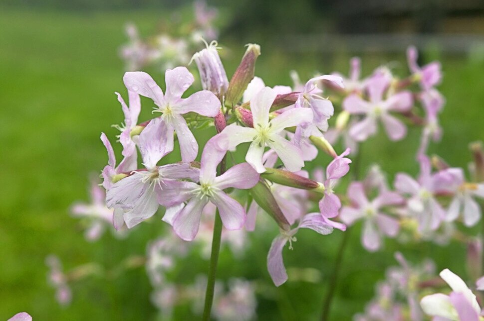 Мыльнянка базиликолистная - Saponaria ocymoides