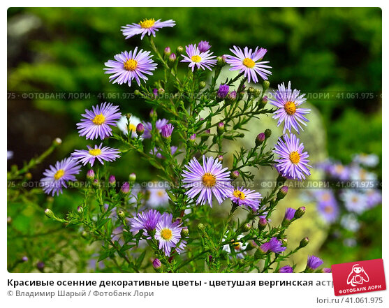 Астра (Aster) | ПИТОМНИК РАСТЕНИЙ СЕРЕБРЯКОВЫХ