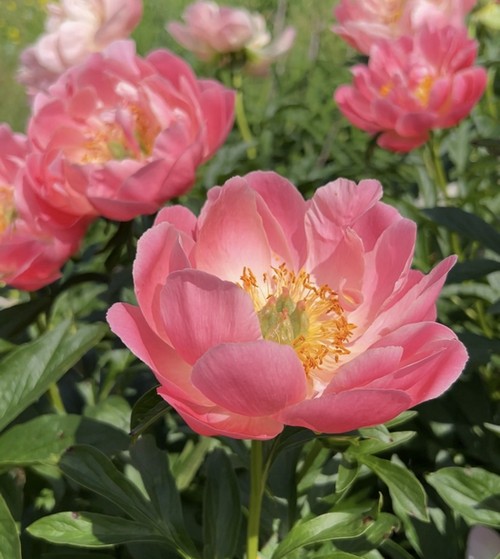 Paeonia hybr 'Cytherea' - пион 'Цитерия ...