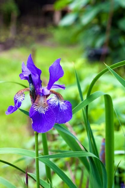 Iris atropurpurea ...