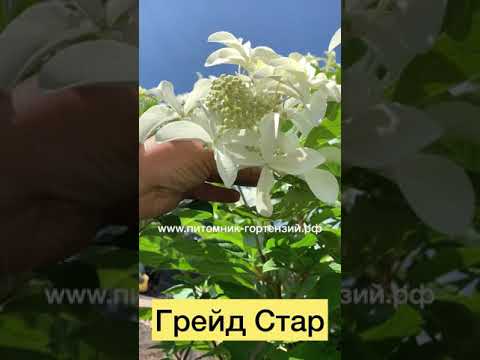 Саженцы Гортензии метельчатой Грейт Стар (Hydrangea ...