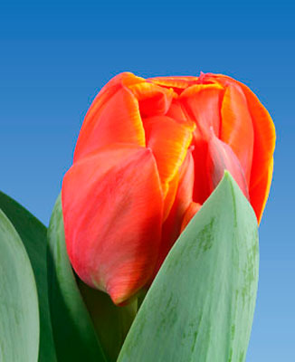 Orange peony-flowered Double Late tulips (Tulipa) Queensday ...