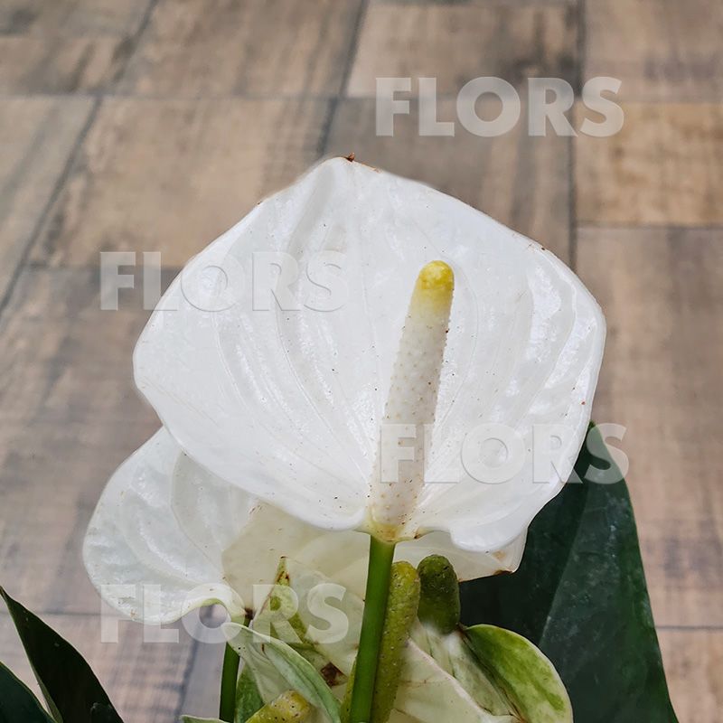 Anthurium Acropolis - White Anthurium #3 | Here is the3rd sh…