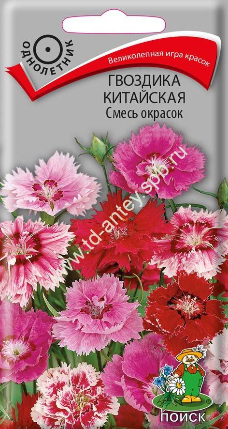 Гвоздика китайская Диана Скарлет купить выгодно ✵ Сады-Эдема ...