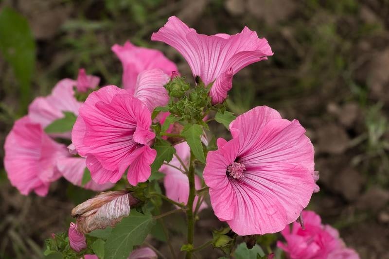 Дикая Роза Цветокflor Де Роза Сильвестр — стоковые фотографии ...