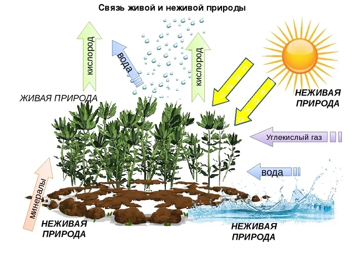 Раскраска Живая - неживая природа | Природа раскраска для ...