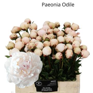 Bijūnai (Lot Paeonia) 'Odile' 2-3 IŠ GRUNTO | BIJŪNAI ...