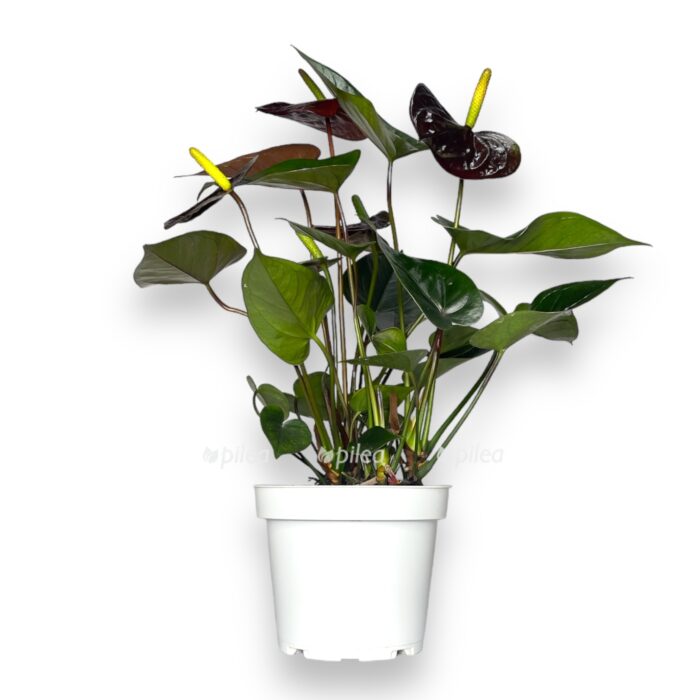 Anthurium andraeanum Black ...