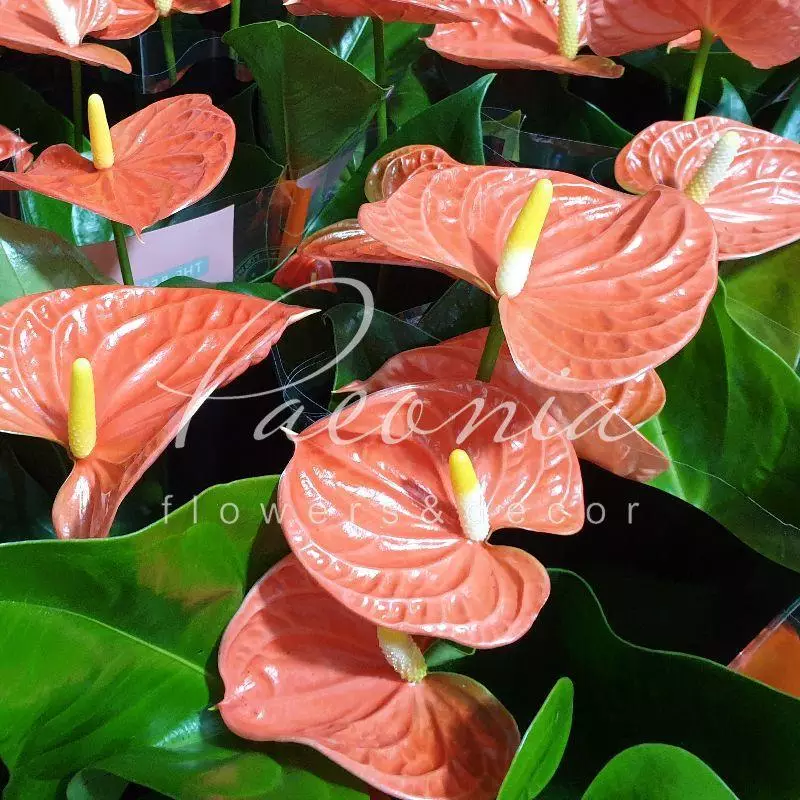 Vibrant Orange Anthurium Flowers ...