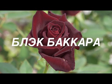 Роза Нью Фешн (New Fashion) чайно-гибридная Киев, лучшая цена ...