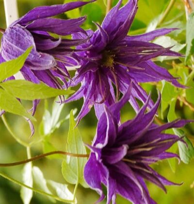 Clematis 'Ernest Markham' (LL) — Растения Оптовая FlorAccess