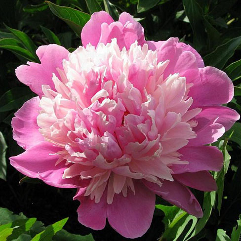 China National Flower Peony Symbolizing Status Riches Honor ...