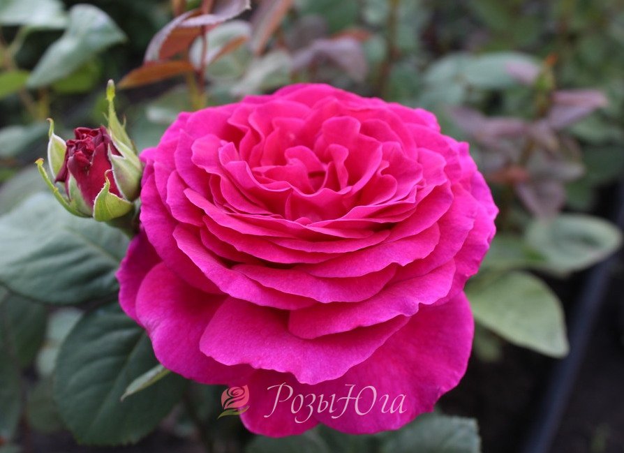 Big Purple Rose - Hybrid Tea ...