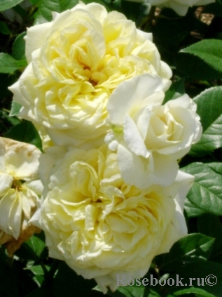 Northland Rose Society