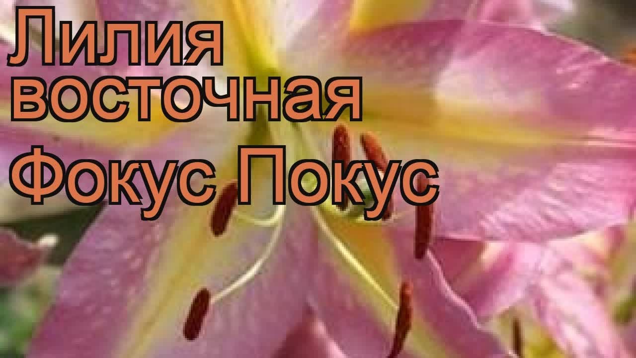 Лилия Азиатская Прунотто (2 шт.) из каталога Лилии – купить с ...