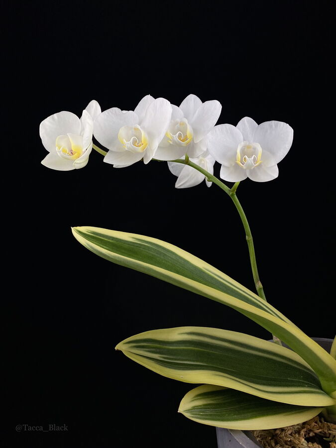 Phalaenopsis amabilis. История открытия. Часть 2.