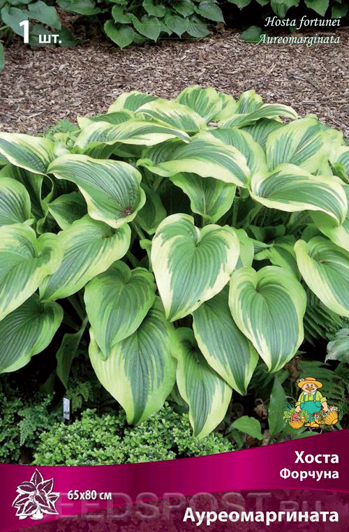 Хоста Aureomarginata | Hosta Garden