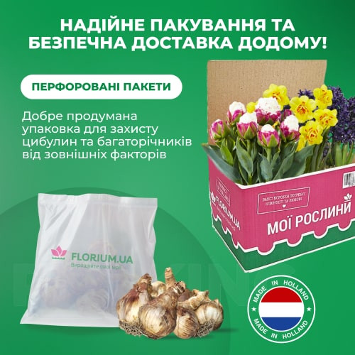 Нарцисс махровый Tahiti 14/16: продажа, цена в Миргороде ...