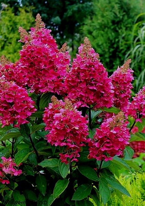 hydrangea Fries Melba paniculata ...