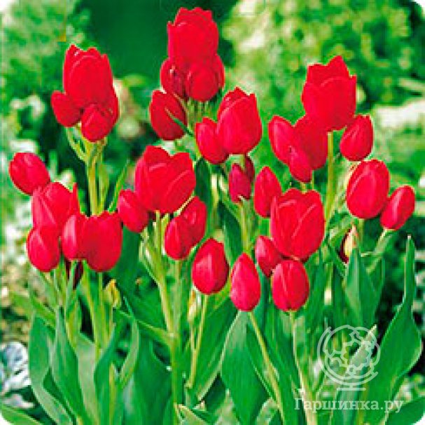 Tulipa Double Multi Aquilla ...