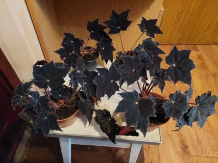 Бегония коралловая (Begonia corallina)