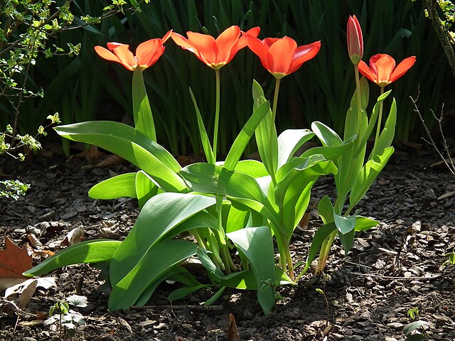 Flowers of Nature