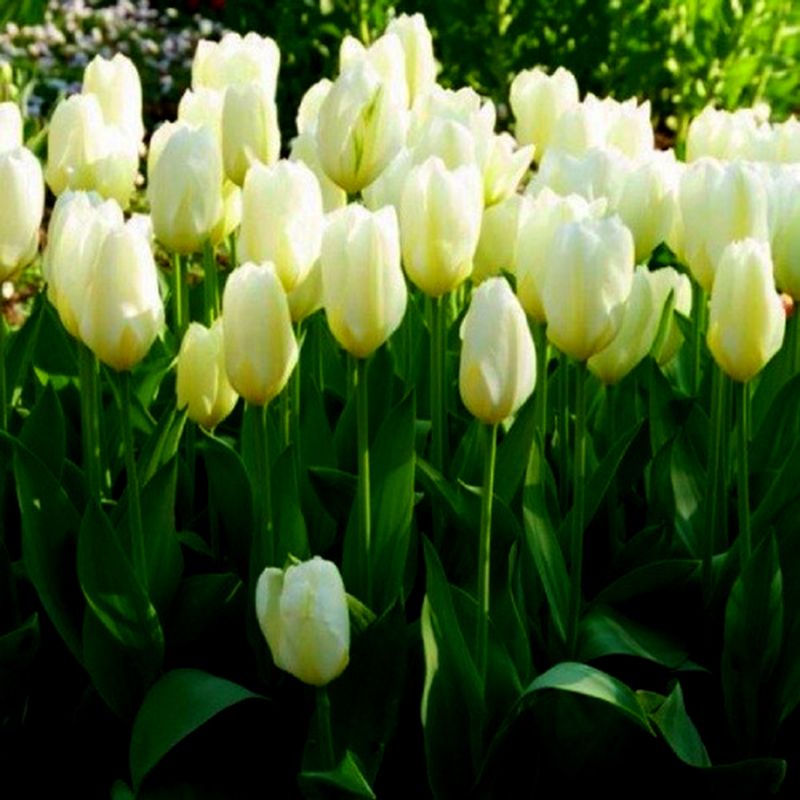 Тюльпан Йеллоу Пуриссима (Tulipa Yellow Purissima) - Тюльпаны ...