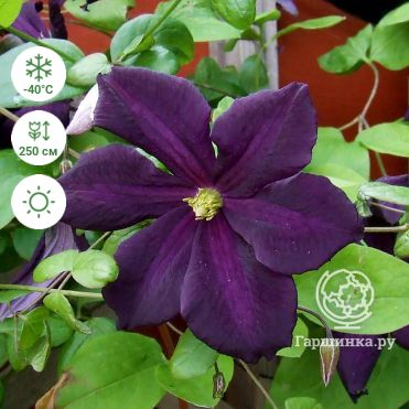 Today's bloom is Clematis 'Rhapsody' (Clematis )