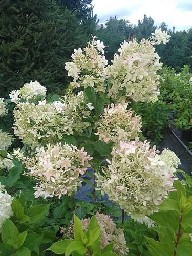 Гортензия метельчатая Даймонд Руж Hydrangea paniculata ...