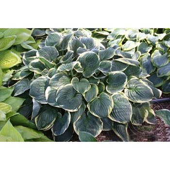 Hosta Snow Cap | Rewelahostas