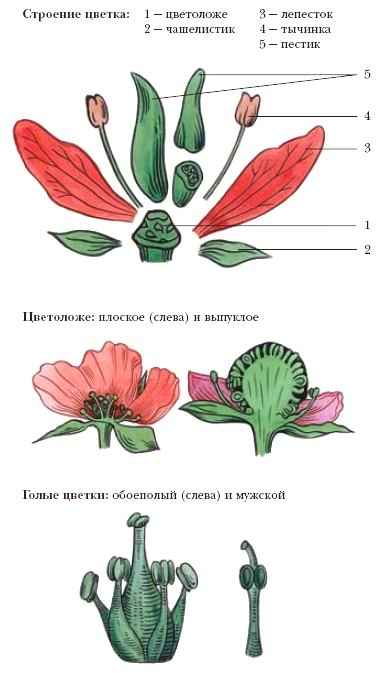 Почему у орхидеи опадают цветы, что делать если орхидея ...