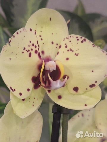 Орхидея Phalaenopsis Albufeira (отцвел)