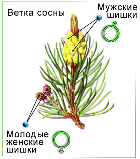 Что такое цветок: строение, функции ...