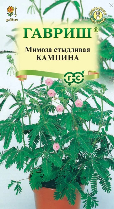 Под угрозой вымерзания: на юге Крыма в разгар зимы зацвела мимоза