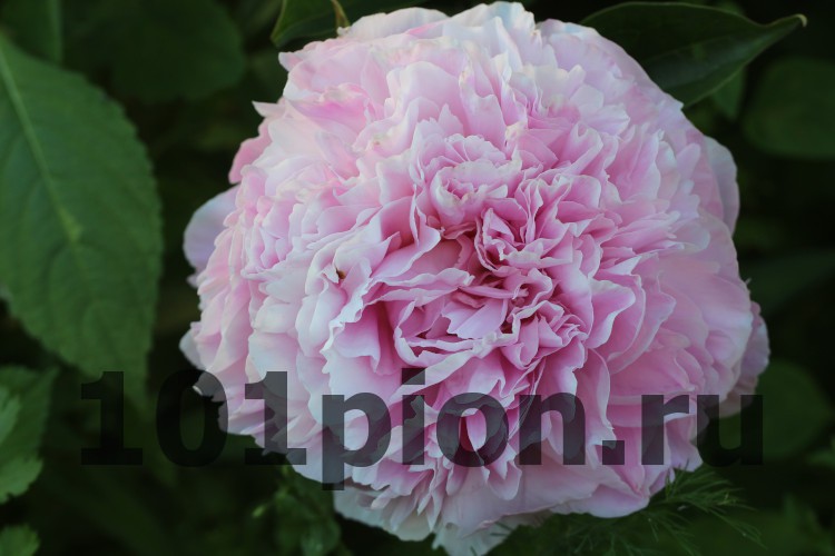 PAEONIA 'DRESDEN PINK' Stock Photo - Alamy