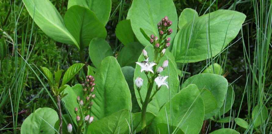 Акация белая (Robinia pseudoacacia L.) - лекарственное ...