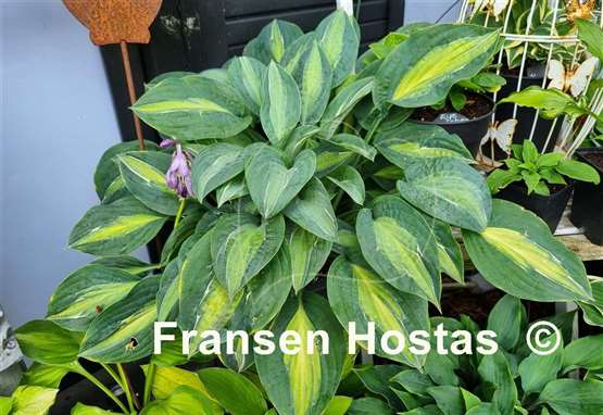 Хоста 'Киви Фух Моунти' / Hosta 'Kiwi Full Monty'