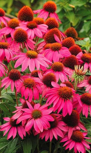 Эхинацея пурпурная (Echinacea purpurea `Razzmatazz ...