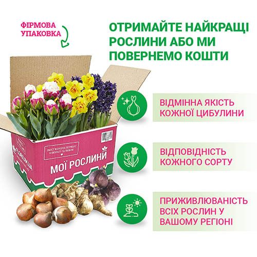 Лилия Тайгер Бейбиз (Lilium Tiger Babies) - 1 шт.: продажа ...