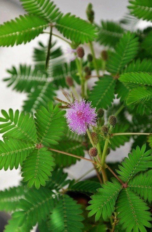 Тропическое растение мимоза стыдливая (Mimosa pudica) | Пикабу