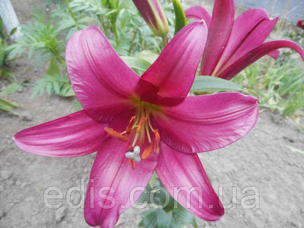 Lilia Drzewiasta 'Purple Prince' Lily Garden - Cebulki kwiatowe