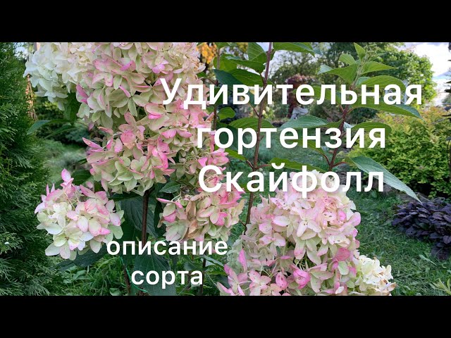 Гортензия Скайфолл — ФПХ КАСТКО — питомник саженцев плодовых ...