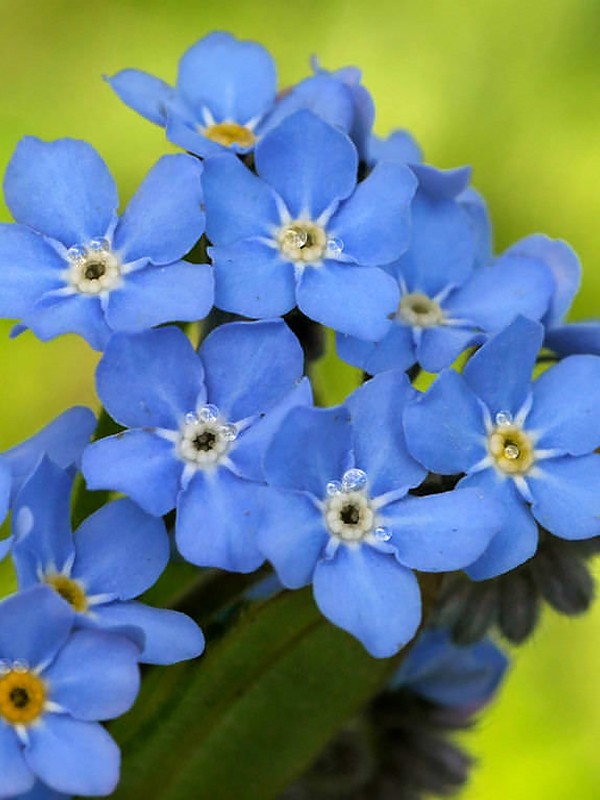 Незабудка болотная (Myosotis palustris (L.) L.)