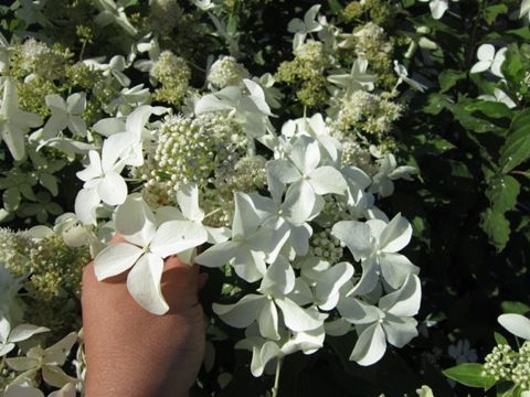 Hydrangea Paniculata MAGICAL STARLIGHT