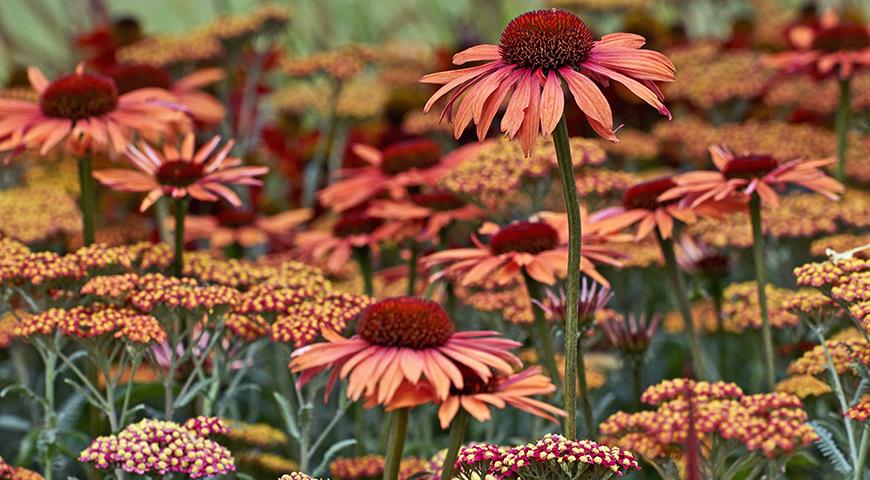 Echinacea 'Julia', Эхинацея 'Джулия'