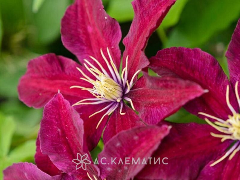 Клематис Ниобе. (Clematis Niobe) ІІ группа купить в интернет ...