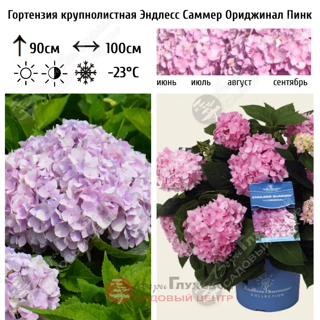 Hydrangea 'The Original' – Pooler Plant ...